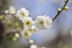 古城公園梅林2015：月の桂