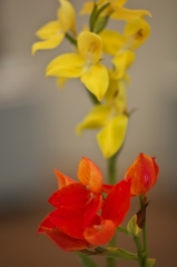 路傍の花たち2015：ラン展にてc