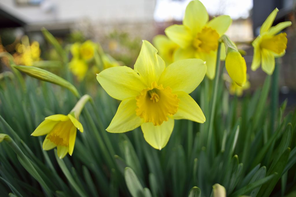 路傍の花たち2016：黄色の群れ