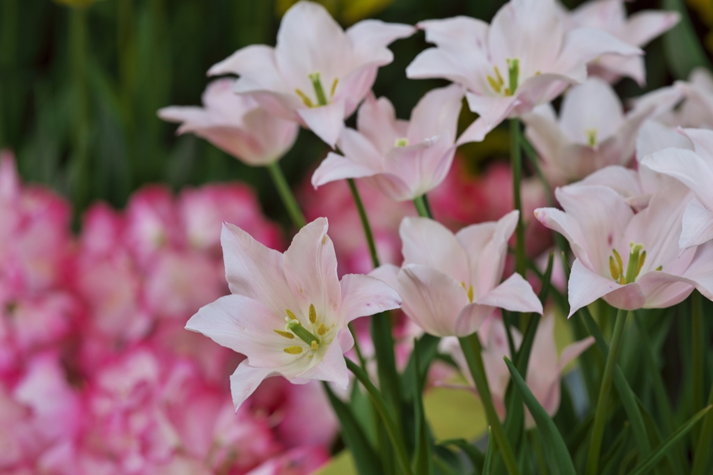 TulipFair2015：桜色の百合咲き
