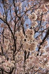 路傍の花たち2016：十間道路の豆桜