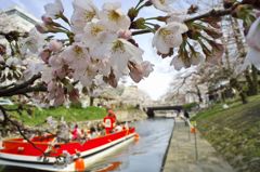 路傍の花たち2016：松川咲き初めc