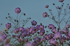 路傍の花たち2015：逆光後姿