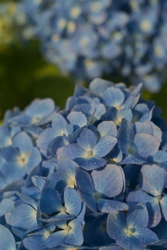 路傍の花たち2017：紫陽花_梅雨前