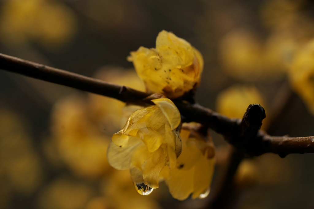 路傍の花たち2015：雨雪蝋梅