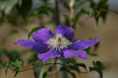 路傍の花たち2016：夏の青紫