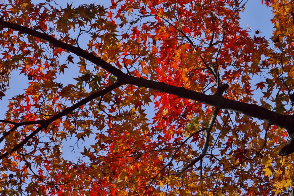 唐紅の綾錦2016：三の丸の青と紅b