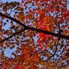 唐紅の綾錦2016：三の丸の青と紅b