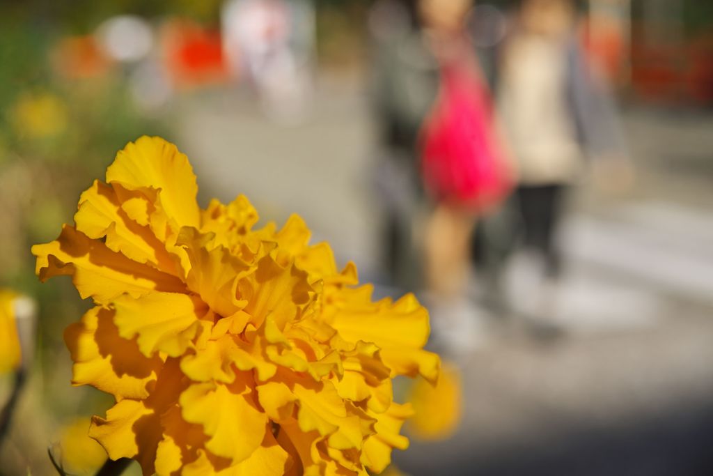 昔玉散歩2016：路傍の黄色と赤