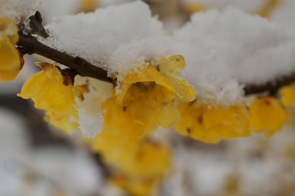 路傍の花たち2016：Wintersweet under Snow c