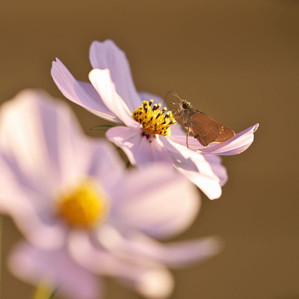 路傍の花たち2016：空飛ぶチワワお食事中