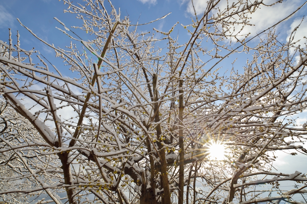 白と黄色2015n：蝋梅と光芒