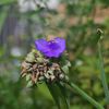 路傍の花たち2016：梅雨明け間近
