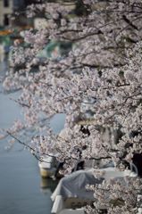 路傍の花たち2016：内川散り初め桜（河岸の桜）