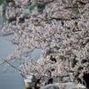 路傍の花たち2016：内川散り初め桜（河岸の桜）