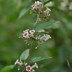 路傍の花たち2016：こんな名前に誰がした