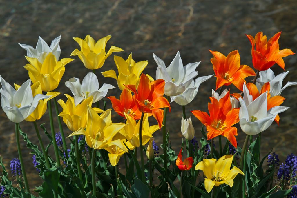 Tulip Fair 2018：水辺の折鶴