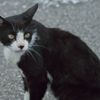 S180mmf2.8試写その１（ハチワレくん）