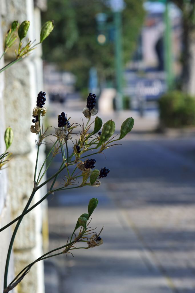 路傍の花たち2016：路傍に実る