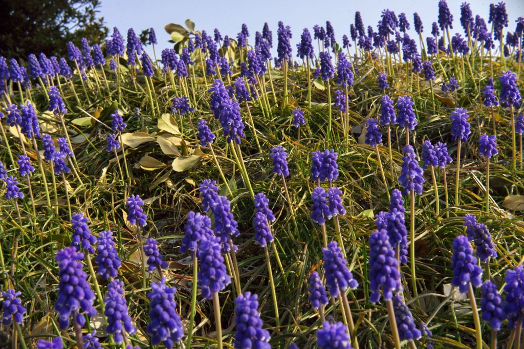 路傍の花たち2016：ムスカリの群れa