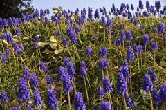 路傍の花たち2016：ムスカリの群れa