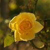 路傍の花たち2016：晩秋の友情