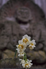 路傍の花たち2015：冬の水仙を手向ける