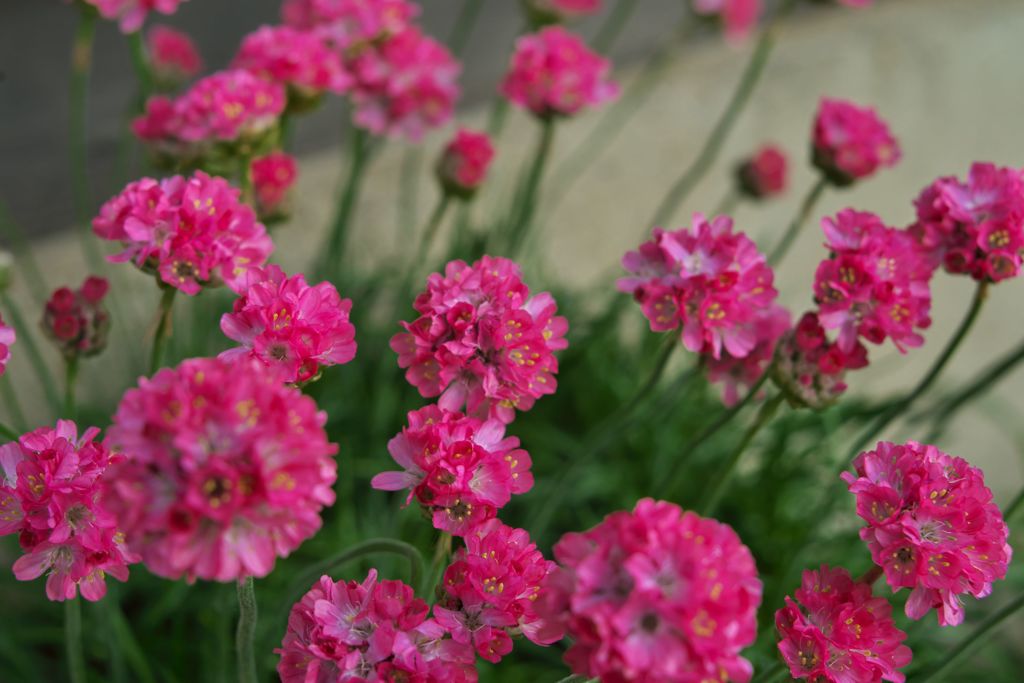 路傍の花たち2017：人待ち浜簪