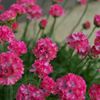 路傍の花たち2017：人待ち浜簪