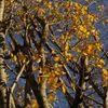 路傍の花たち2016：県大前の黄葉