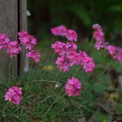 路傍の花たち2016：浜簪