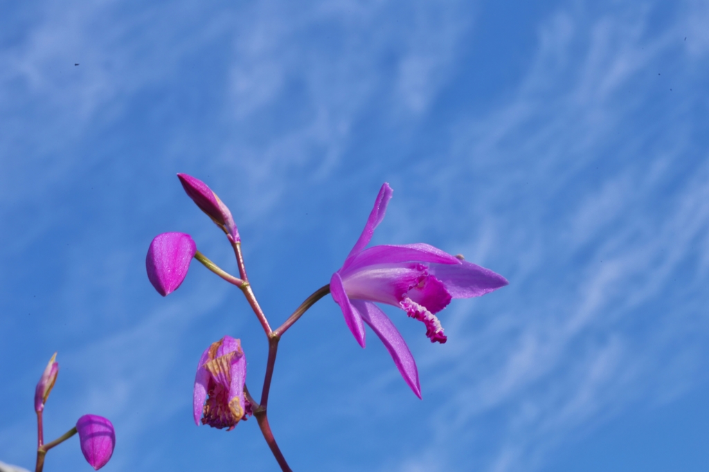 路傍の花たち2015：紫蘭と初夏の空