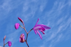 路傍の花たち2015：紫蘭と初夏の空