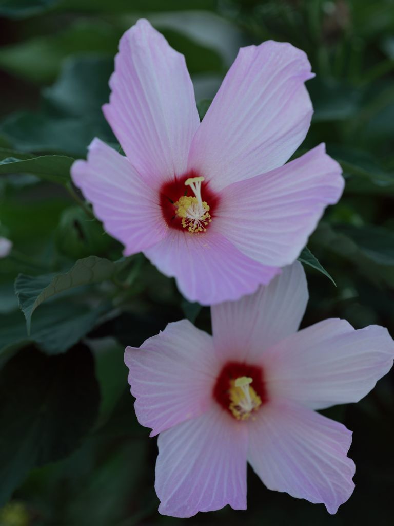 路傍の花たち2016：朝の日陰で