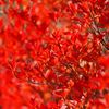 路傍の花たち2016：紅蓮の満天星c