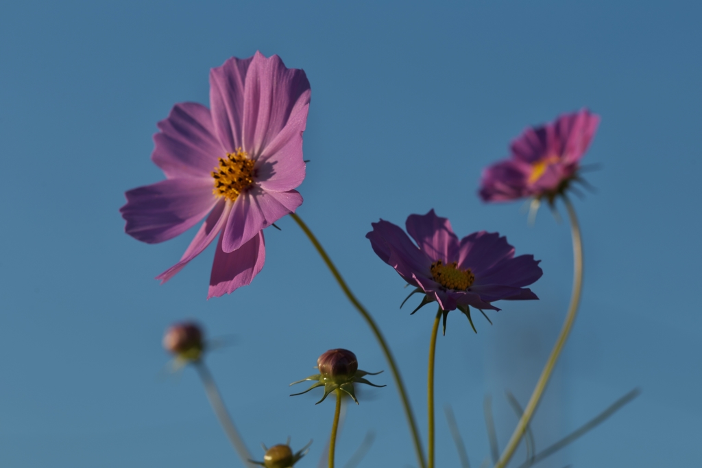 路傍の花たち2015：秋桜_朝の斜光