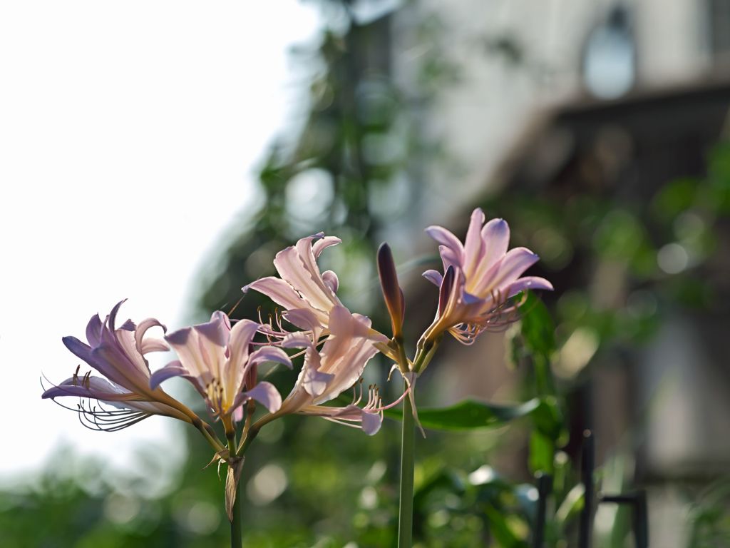 路傍の花たち2016：夏水仙の朝