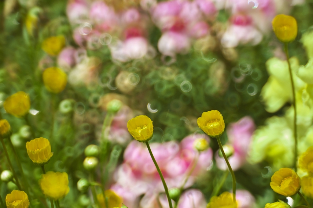 路傍の花たち2015：Rings#2