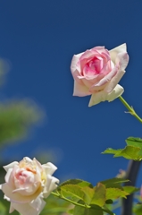 路傍の花たち2015：梅雨明け前_夏の薔薇