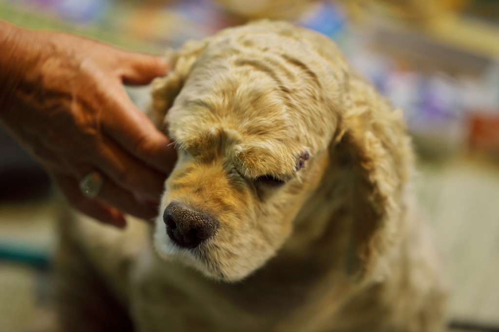 つくりもん2015：露店の看板犬c