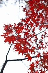 唐紅の綾錦2015：紅の懸崖