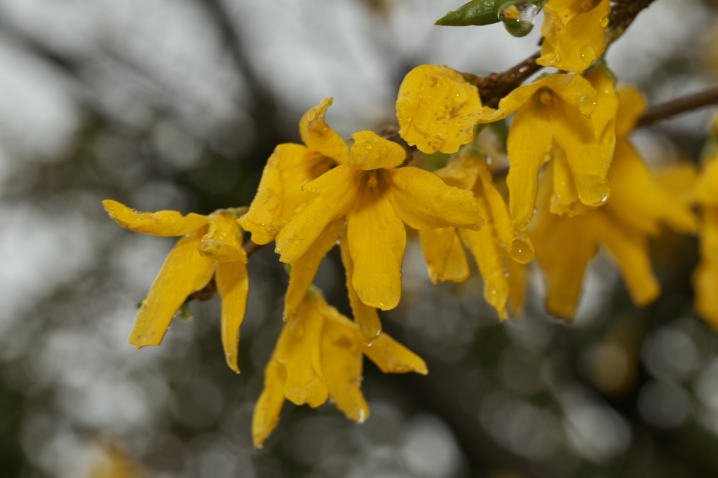 花冷えの雨2015：連翹