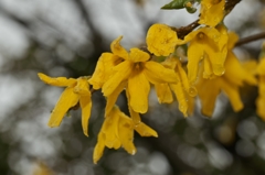 花冷えの雨2015：連翹