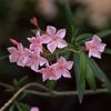 路傍の花たち2016：夏の五芒星