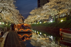 桜めぐり2015：夜桜花見舟b
