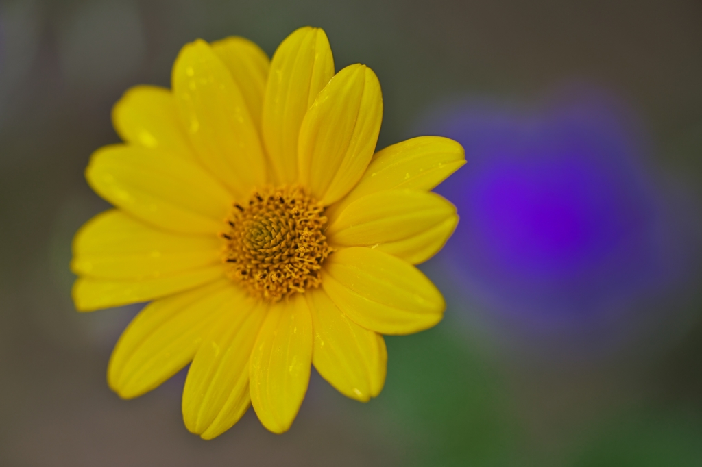路傍の花たち2015：黄色と紫