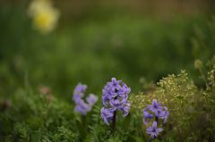 路傍の花たち2016：草に埋もれる風信子