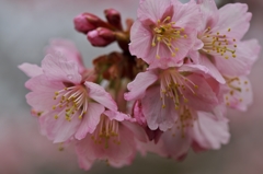 桜めぐり2015：露をまとって