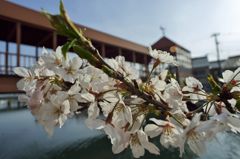路傍の花たち2016：内川散り初め桜（東橋東詰）
