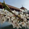 路傍の花たち2016：内川散り初め桜（東橋東詰）